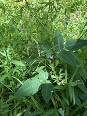 Desmodium perplexum