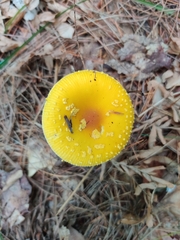Amanita
