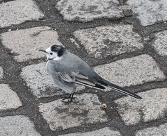 Motacilla alba