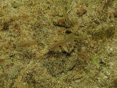 Poecilia reticulata