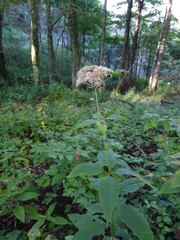 Eutrochium purpureum