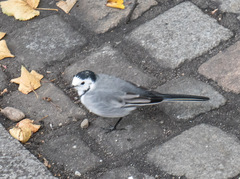Motacilla alba