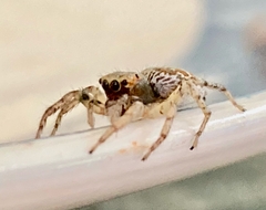 Salticinae