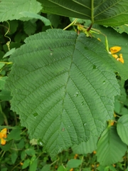 Alnus incana
