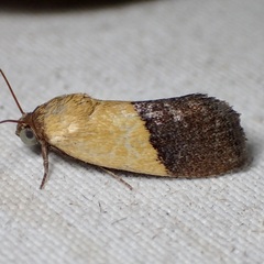 Ponometia semiflava