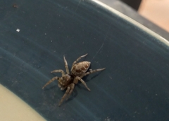 Salticinae
