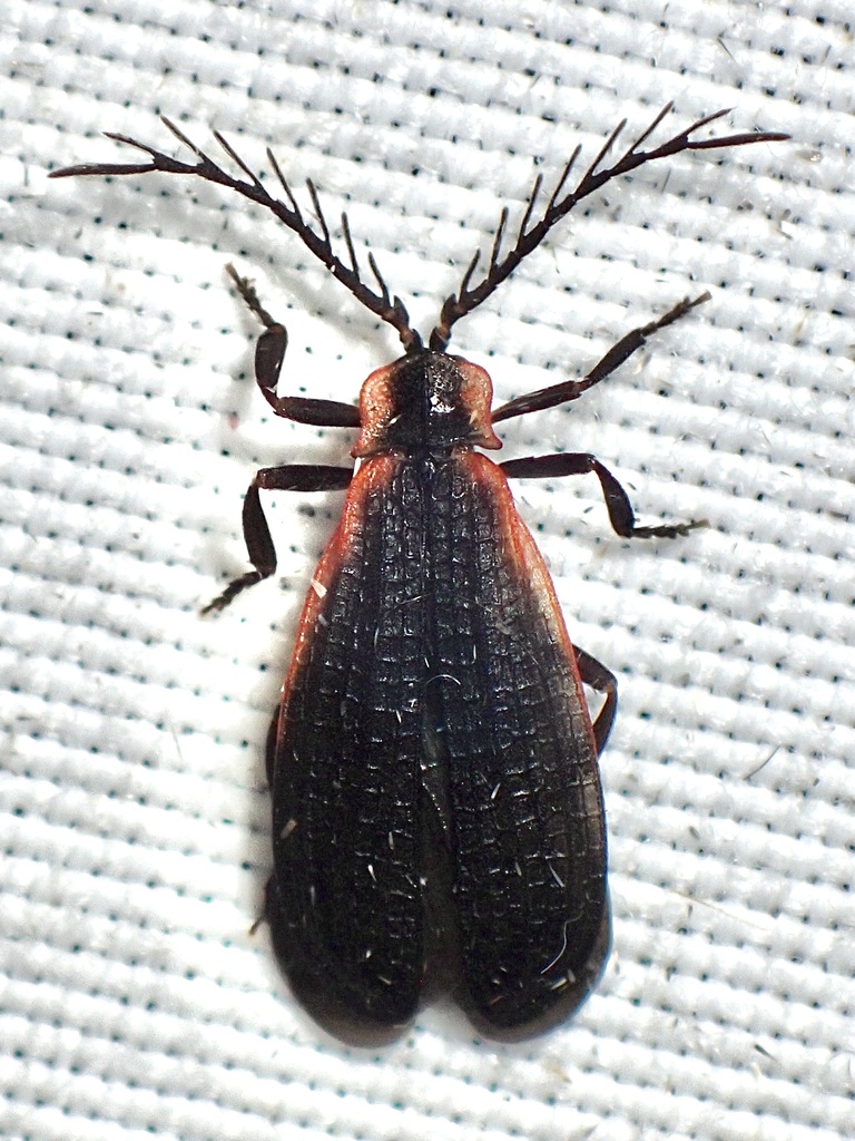 Caenia amplicornis