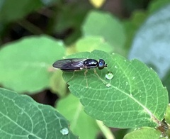 Sarginae
