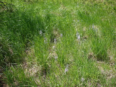 Camassia quamash