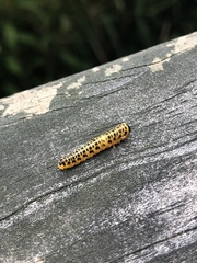 Macremphytus testaceus