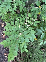 Koelreuteria bipinnata