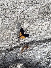Lycomorpha pholus