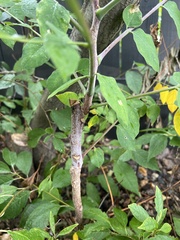 Koelreuteria bipinnata