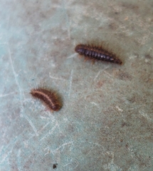 Dermestes