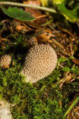 Lycoperdon echinatum