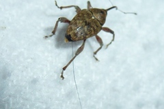 Curculio glandium