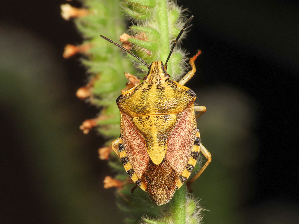 Black-shouldered Shieldbug