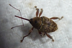Curculio glandium