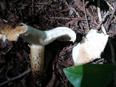 Lactarius turpis