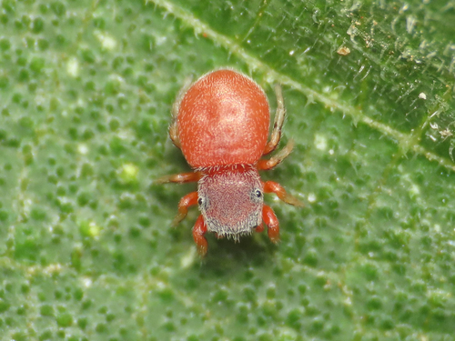 Ballus à pattes rouges