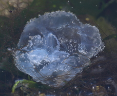 Scyphozoa