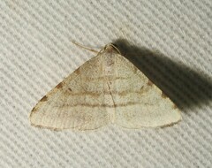 Taeniogramma octolineata