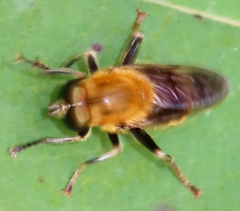 Pterallastes thoracicus