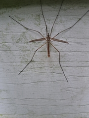 Tipula