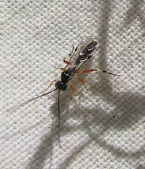 Diplazon laetatorius