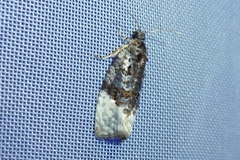 Apotomis betuletana