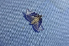 Apotomis betuletana