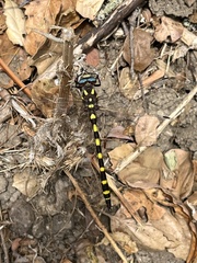 Cordulegaster dorsalis