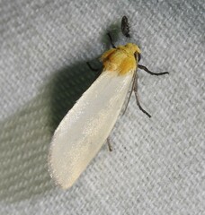 Chrysoecia thoracica