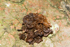 Phaeotremella foliacea