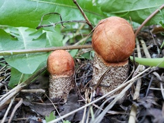 Leccinum