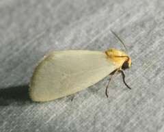 Chrysoecia thoracica