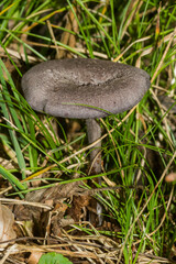 Cortinarius violaceus