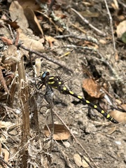 Cordulegaster dorsalis