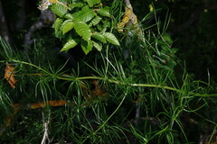 Asparagus verticillatus