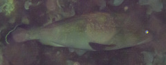 Epinephelus marginatus
