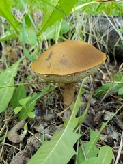 Leccinum