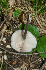 Cortinarius violaceus