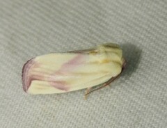 Thurberiphaga diffusa