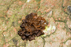 Phaeotremella foliacea