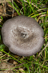 Cortinarius violaceus