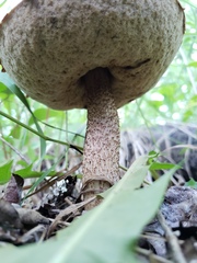 Leccinum