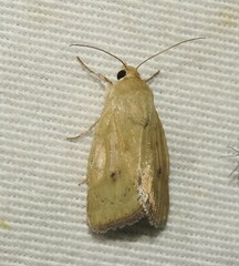 Heliocheilus paradoxus