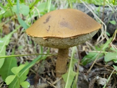 Leccinum