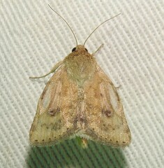 Heliocheilus paradoxus