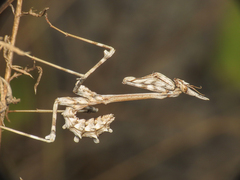 Empusa pennata